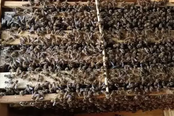 桶养中华蜜蜂有什么缺点，管理不便、产蜜量低、不利于保护蜂种插图1