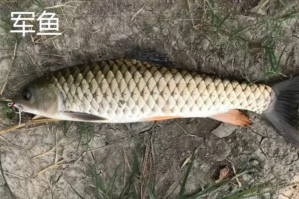 军鱼和鲤鱼的区别 ,军鱼和鲤鱼在外形上有何不同呢？插图3