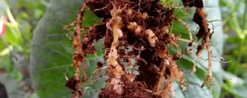 甜瓜根结线虫病的症状？了解甜瓜根结线虫病症状要知晓哪些病害表现要点？-会东网