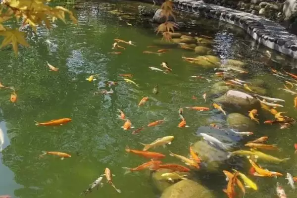 锦鲤池黑青苔的处理方法 ,锦鲤池长黑青苔该怎么清理插图2