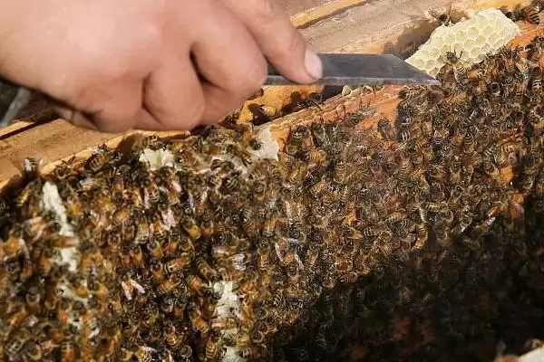 养殖蜜蜂的好处，具有投资小、效益高、管理简单等优点插图2