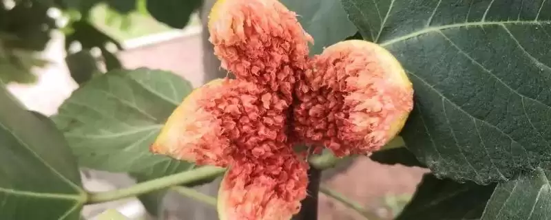 无花果有花吗，无花果有花-会东网