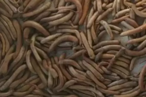 泥丁和沙虫的区别在哪?外观像钉子与肠子的奇妙生物插图3 泥丁和沙虫的区别在哪?外观像钉子与肠子的奇妙生物插图3