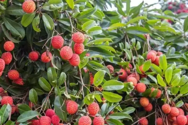 荔枝种植的注意事项 ,荔枝种植要考虑哪些方面因素？插图3