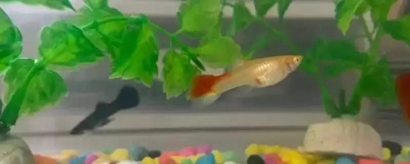 孔雀鱼颜色变浅的原因 ,水温水质如何影响孔雀鱼颜色？-会东网