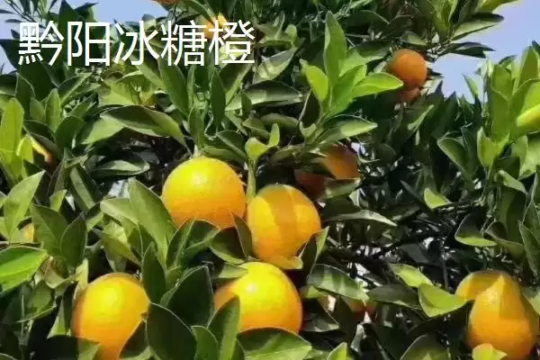 橙子著名产地与品质：赣州作为脐橙主产区的辉煌成就插图2