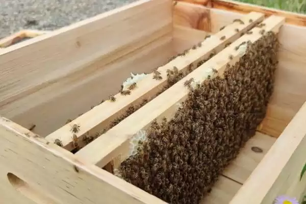 养蜂入门技术，这7个方面都需掌握插图6
