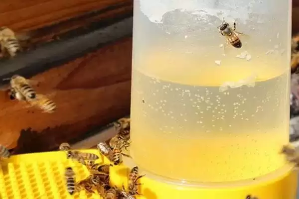 养殖蜜蜂的前景成本和利润，目前来看具有不错的发展前景插图5