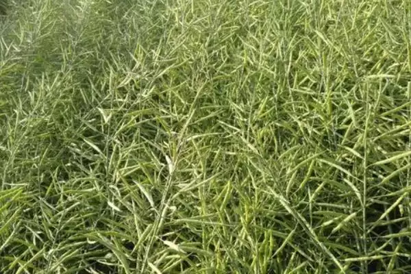 油菜籽高产品种有哪些，徽豪油26、华油杂50、陕油1209等品种的产量较高插图4