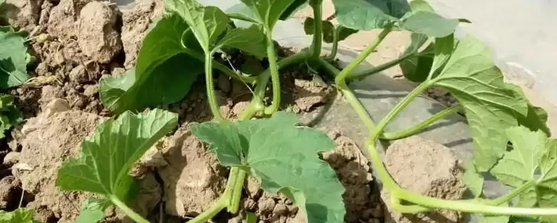 确定甜瓜株距行距的方法和重点？种甜瓜确定株距行距要做好哪些细节？-会东网