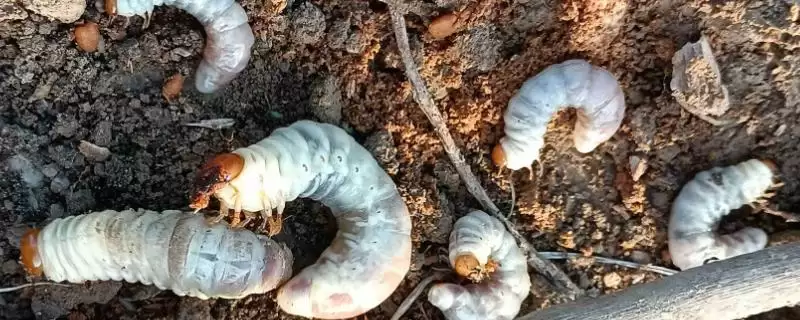 蓝莓蛴螬的防治方法 ,用杀虫灯诱杀蓝莓蛴螬效果如何？-会东网
