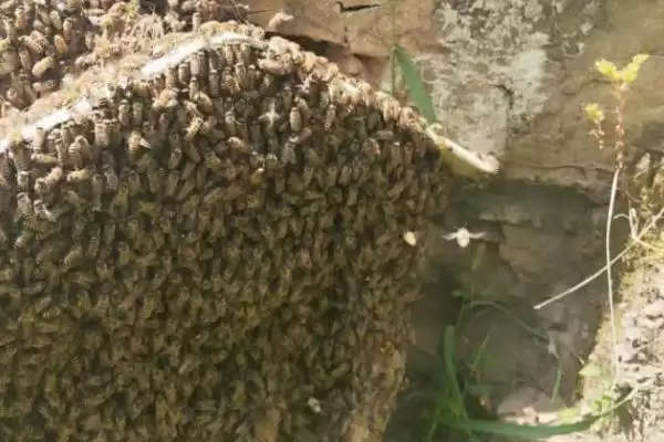 养中蜂的忌讳，最忌乱加巢脾插图6