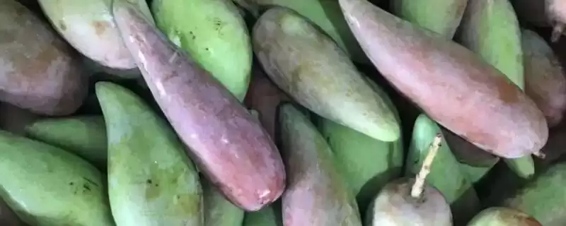 辣椒芒与贵妃芒的关系 ,辣椒芒产量少但口感如何惊艳？-会东网