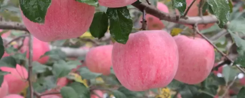 中国哪里产苹果，不同地方的苹果味道各不相同-会东网
