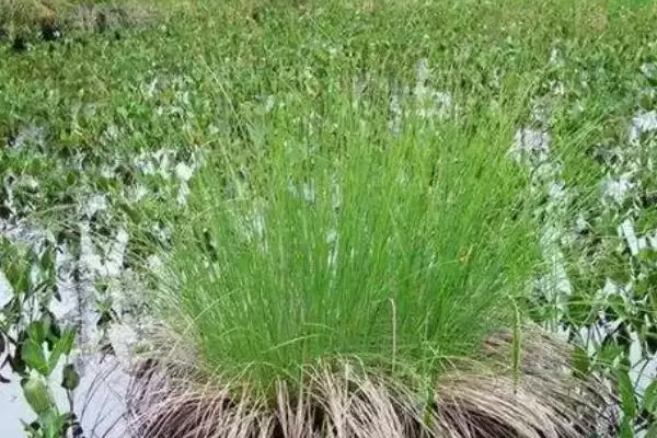 乌拉草的基本介绍和要点？了解乌拉草需关注哪些关键信息？插图3