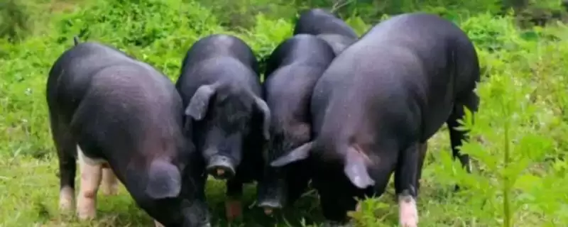 母猪炎症需要使用什么药物呢,母猪炎症可用土霉素、青链霉素和林可霉素插图 母猪炎症需要使用什么药物呢,母猪炎症可用土霉素、青链霉素和林可霉素插图