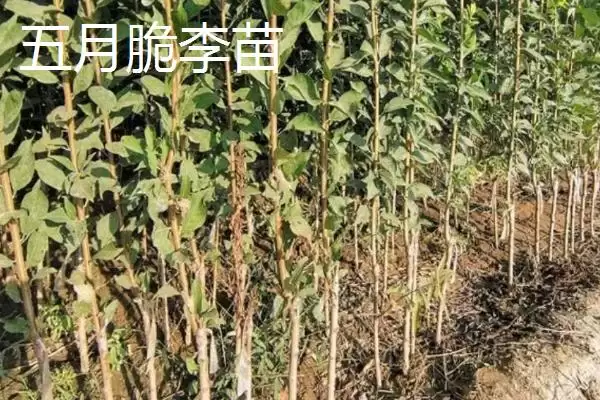 李子树苗有哪些好品种，蜂糖李、青脆李等品种均可选择插图1