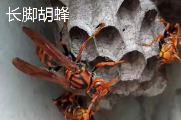 毒蜂的种类，常见以下10种插图9