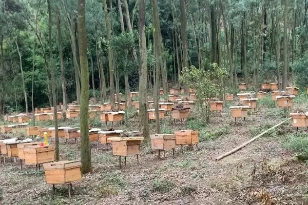 养殖蜜蜂的成本高不高，总投资并不算大插图3