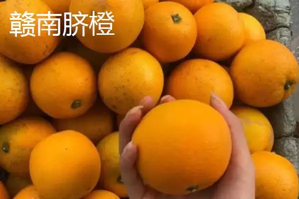 橙子著名产地与品质：赣州作为脐橙主产区的辉煌成就插图4