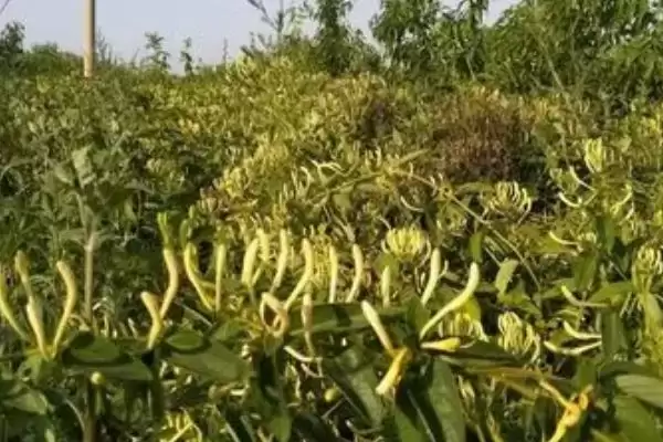 金银花的种植方法 ,金银花可以采用什么方法种植插图1