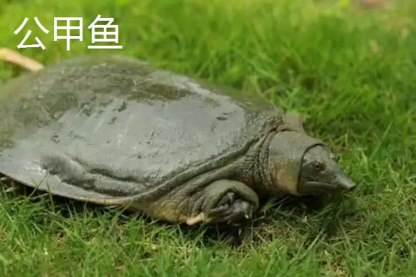 清溪花鳖的产地溯源：原产于东苕溪流域的地理优势插图2