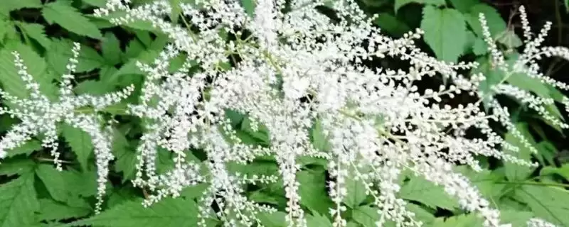 升麻的管理技术？管理升麻要掌握哪些关键的种植管理方法？-会东网