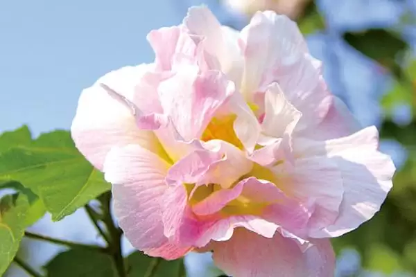 木芙蓉花具有什么寓意呢,木芙蓉花寓意纯洁美丽、富贵吉祥等寓意插图3