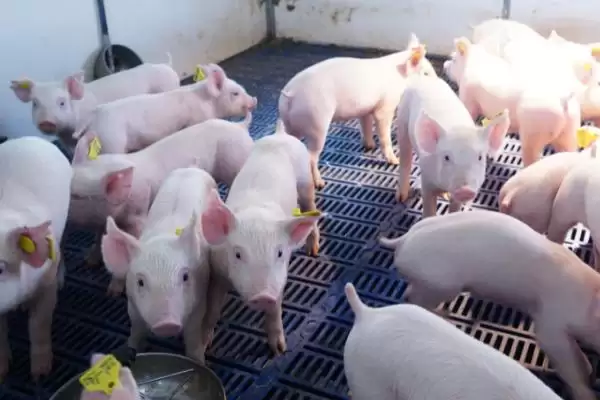 防治猪相关疾病的方法和重点？养猪要做好哪些疫病防控系统细节？插图3