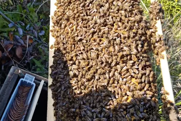 中华蜜蜂简介，我国土生土长的优良蜂插图3