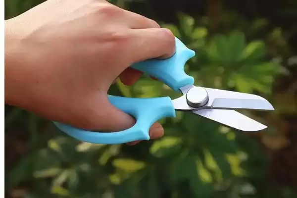 猫眼竹芋要怎么进行养殖呢 ,猫眼竹芋养殖温度保持 20-30℃插图9