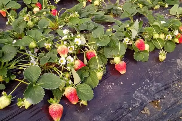广东草莓最佳种植时间，立春时期和7-8月份均可种植插图3