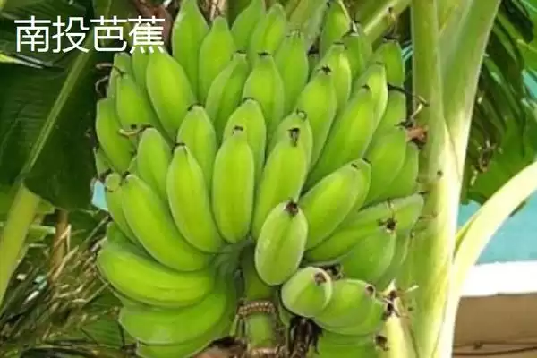 台湾香蕉的主要栽培品种，常见的有李林蕉、玫瑰蕉、旦蕉等插图16