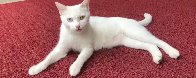 母猫对公猫熟悉需要多长时间呢 ,母猫对公猫通常需 5-7 天来熟悉彼此-会东网