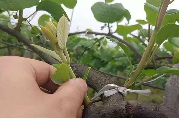 猕猴桃的夏季管理技术有哪些呢 ,猕猴桃夏季施肥应遵循少许多次原则插图1 猕猴桃的夏季管理技术有哪些呢 ,猕猴桃夏季施肥应遵循少许多次原则插图1