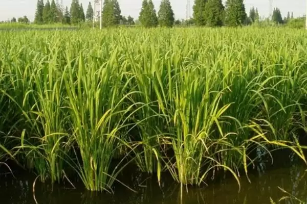 茭白高产的种植方法 ,怎样种植茭白才能实现高产插图5