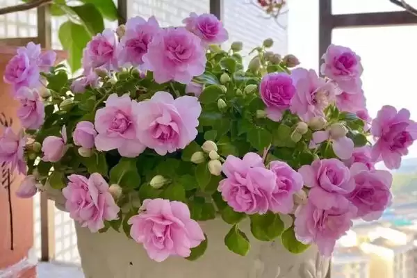 水梅花怎么养？养殖水梅花要掌握哪些关键的养护方法和要点？插图2