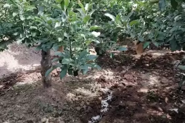 苹果水裂纹发生原因及防治方法，需对症下药插图2