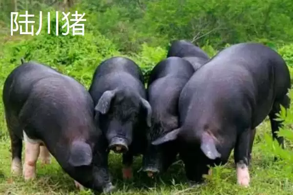 认识我国猪品种的方法和重点?养猪要做好哪些品种选择细节?插图4 认识我国猪品种的方法和重点?养猪要做好哪些品种选择细节?插图4