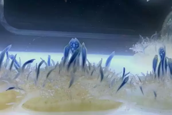 水母常见的品种？认识水母常见品种要了解哪些关键的物种分类和特性？插图5