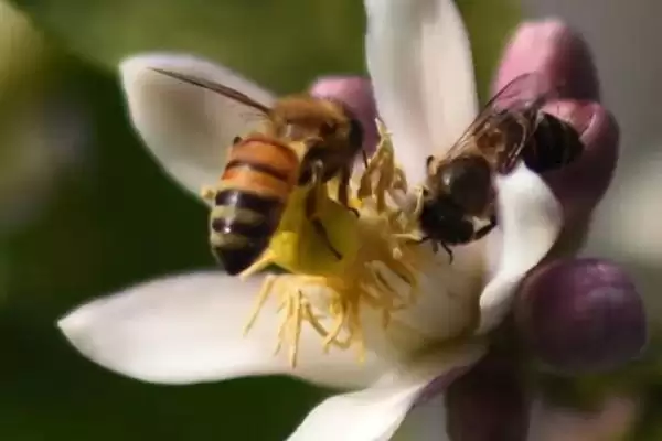沙巴蜂有没有蜜,蜜源丰富时会采花酿蜜插图1 沙巴蜂有没有蜜,蜜源丰富时会采花酿蜜插图1