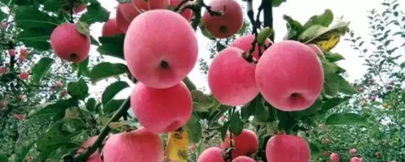 中国红富士苹果哪里最出名，这六个地区为主产区-会东网