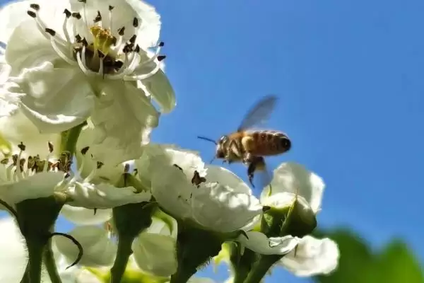 蜜蜂采蜜的季节，一年四季均可采蜜插图3