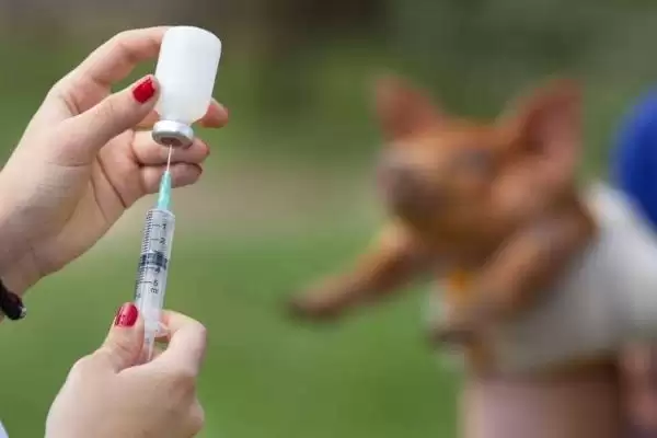 制定养猪防疫表的方法和重点？养猪要做好哪些防疫规划细节？插图2