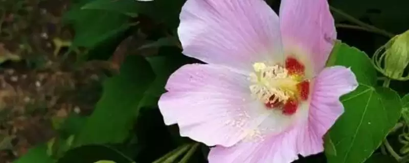 木芙蓉花具有什么寓意呢,木芙蓉花寓意纯洁美丽、富贵吉祥等寓意-会东网