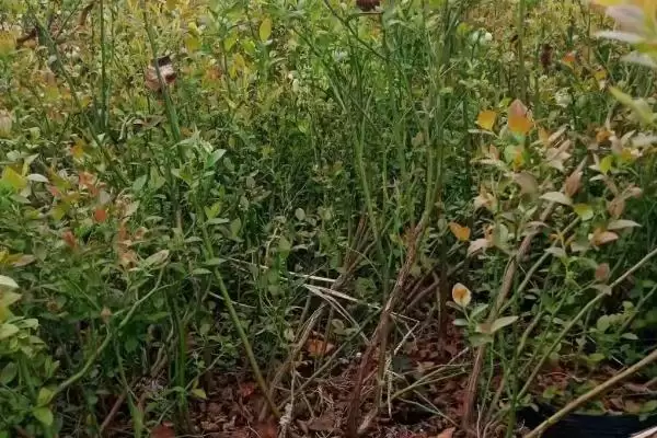 蓝莓蛴螬的防治方法 ,用杀虫灯诱杀蓝莓蛴螬效果如何？插图3