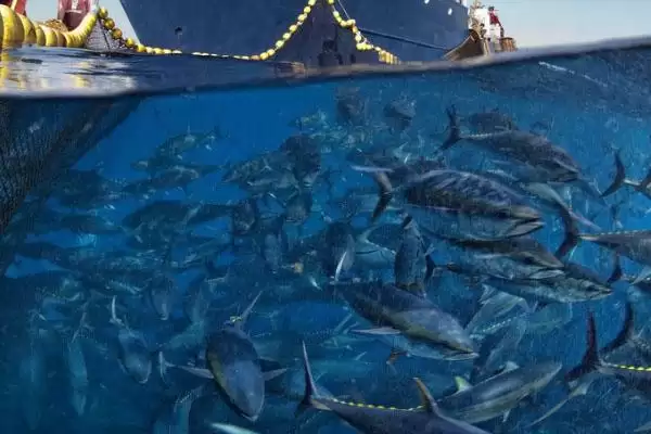 金枪鱼的人工养殖方法 ,金枪鱼主要通过什么方式养殖插图2