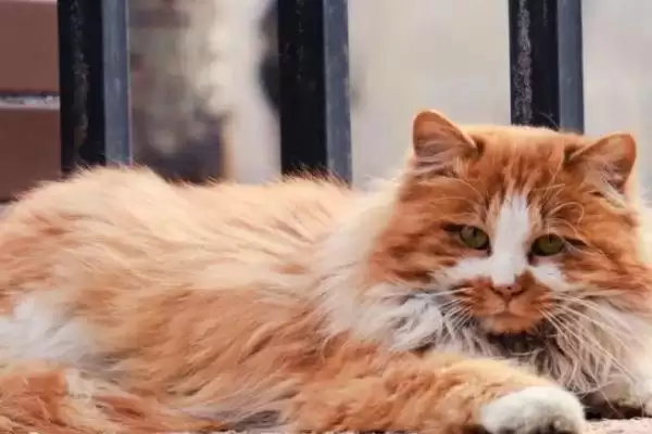 猫咪身体有寄生虫该怎么办 ,猫咪有寄生虫需及时使用驱虫药插图1 猫咪身体有寄生虫该怎么办 ,猫咪有寄生虫需及时使用驱虫药插图1