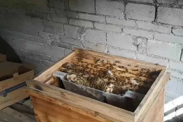 蜜蜂开箱的时间,要根据季节、气候和蜜源等决定插图2 蜜蜂开箱的时间,要根据季节、气候和蜜源等决定插图2