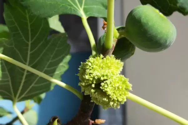 无花果有花吗，无花果有花插图2